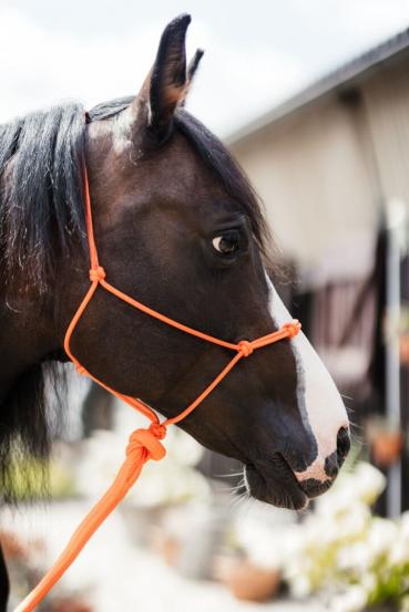 4/Kn Signal - Knotenhalfter mit 4 Knoten - PROFI TRAINER Qualität