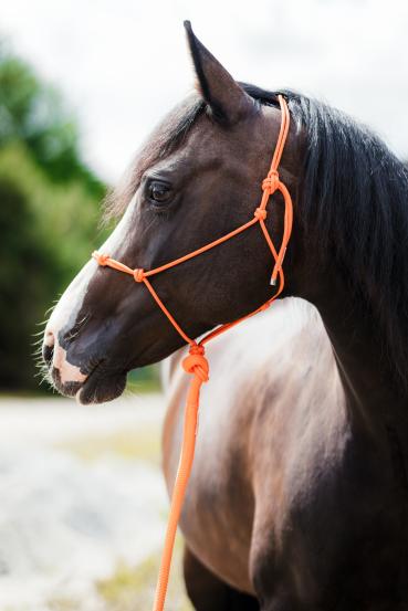 Knotenhalfter Set - "4/Kn Signal - Knotenhalfter"  und 4,20 m Lead-Rope, Fb. Orange